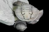 Three Enrolled Flexicalymene Trilobites - Ohio #76368-3